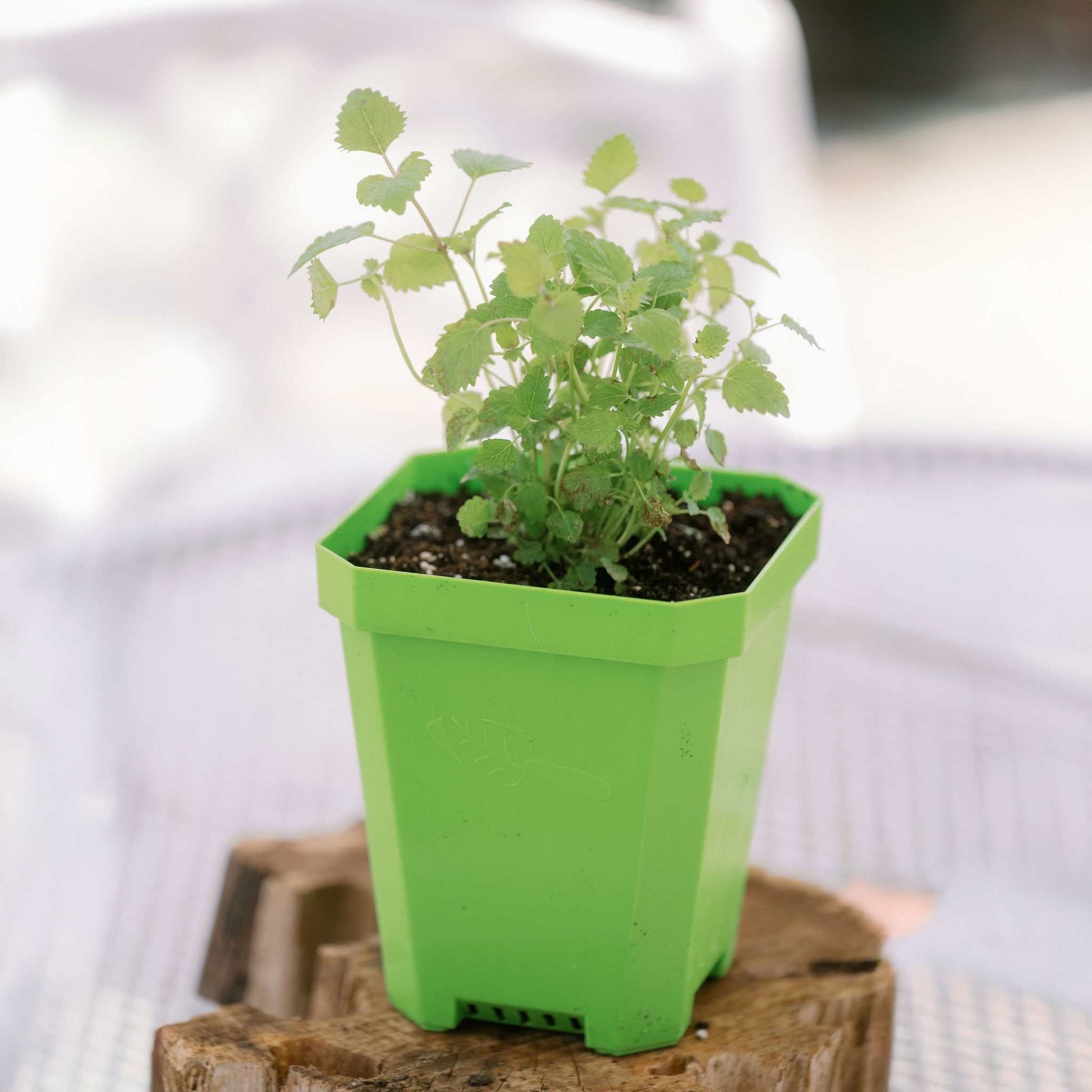 nursery pot inside planter 5" Nursery Pots with Insert Tray – Pepper Joe's