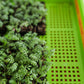 1020 Mesh Trays Shallow Extra Strength Colors -  1" Deep