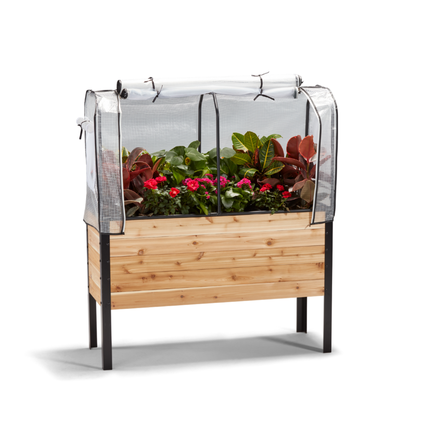 Wooden raised garden bed with plants and a greenhouse cover open on a white background