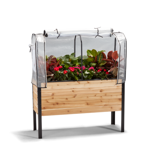 Wooden raised garden bed with plants and a greenhouse cover open on a white background