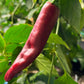 Guajillo Pepper close up ripening on plant used to display seeds for sale