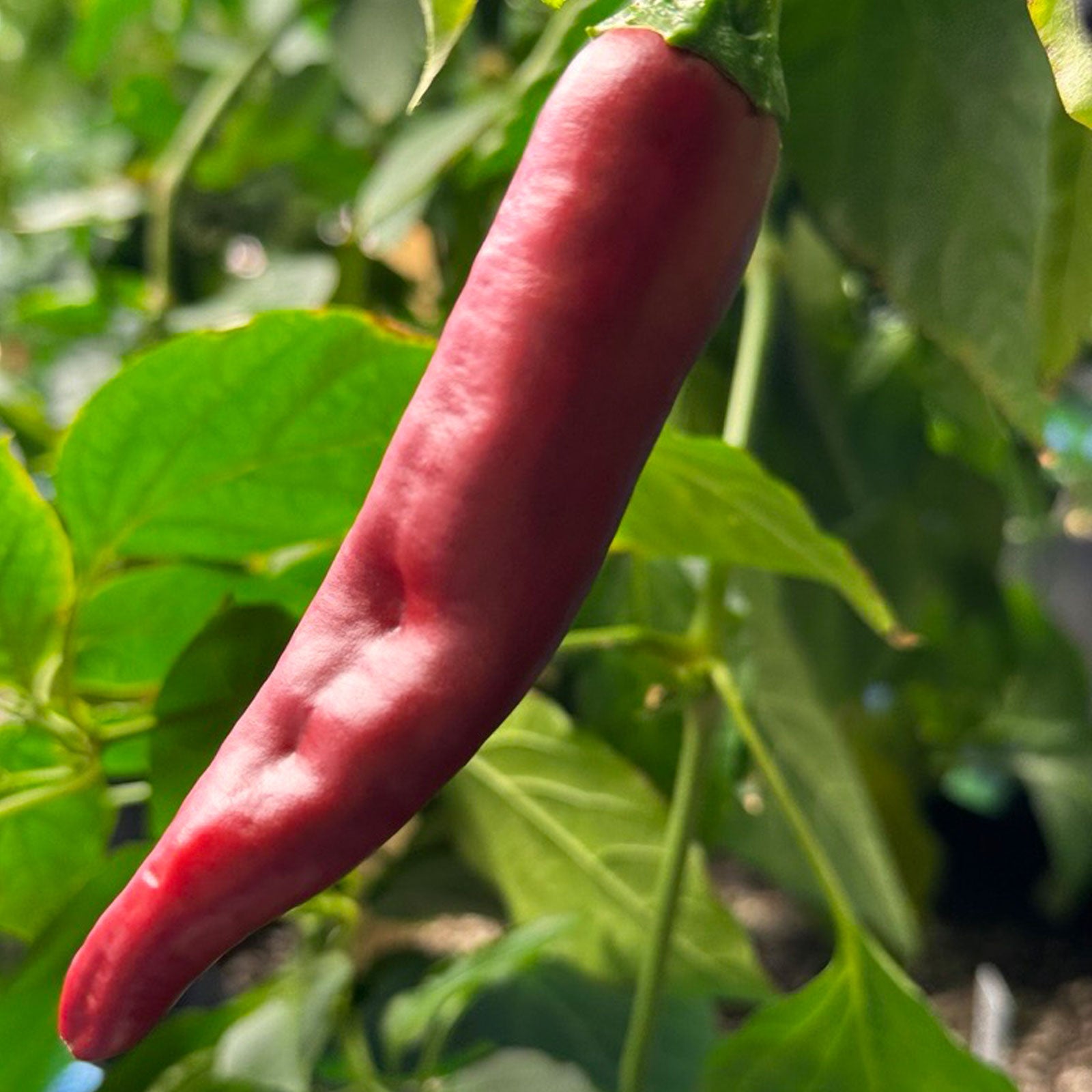 Guajillo Pepper close up ripening on plant used to display seeds for sale