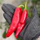 two red Guajillo Peppers in black gloved hand used to display pepper seeds for sale