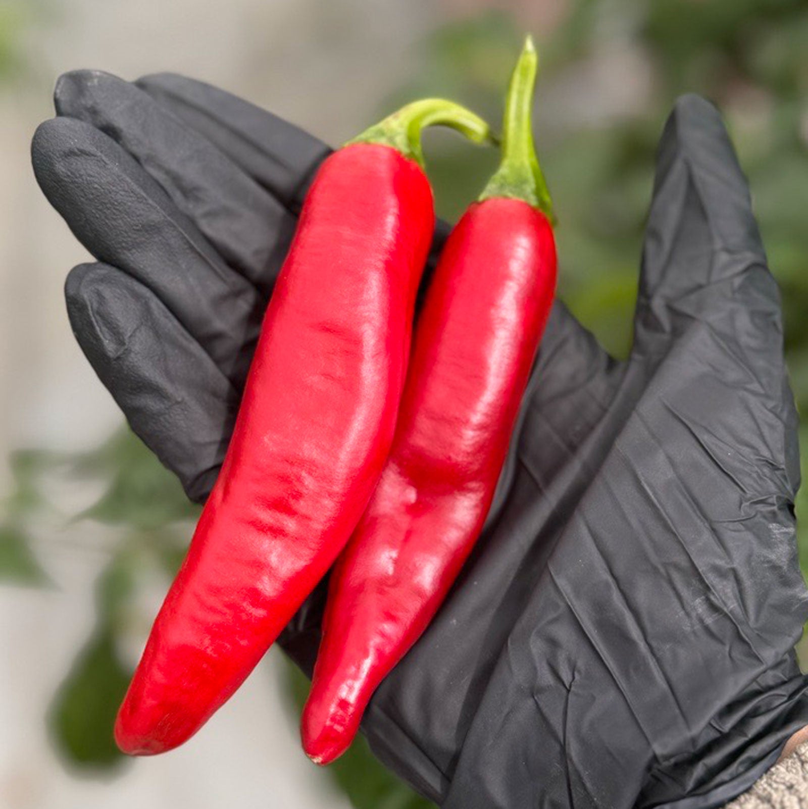 two red Guajillo Peppers in black gloved hand used to display pepper seeds for sale