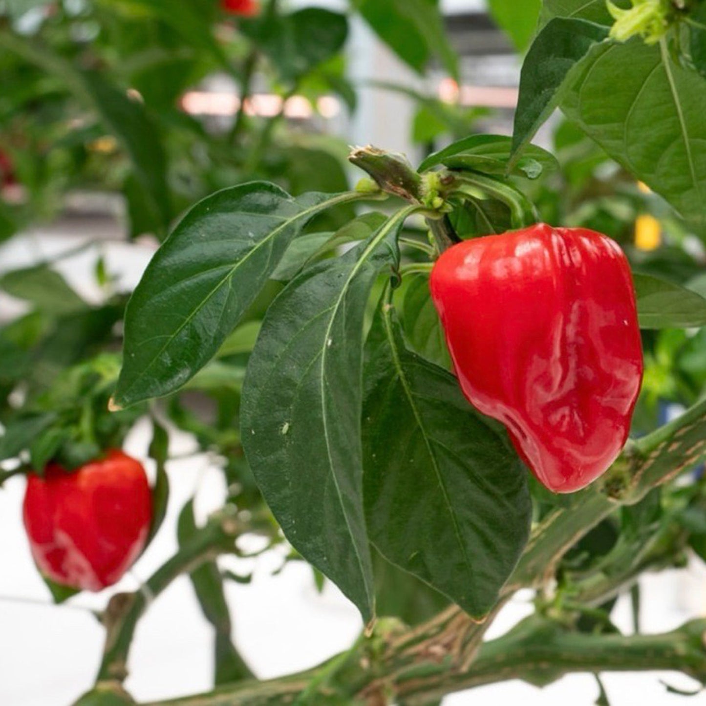 Habanero Caribbean Red Pepper Seeds