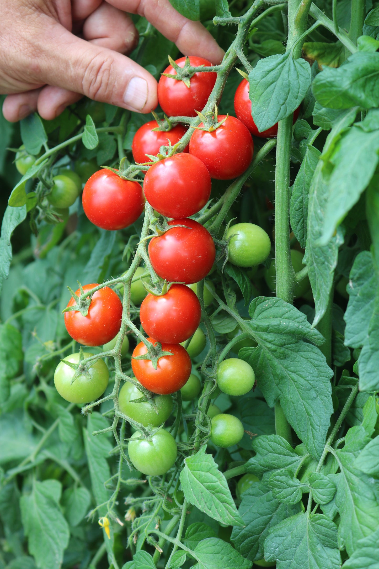 Unicorn Hybrid Tomato FNT