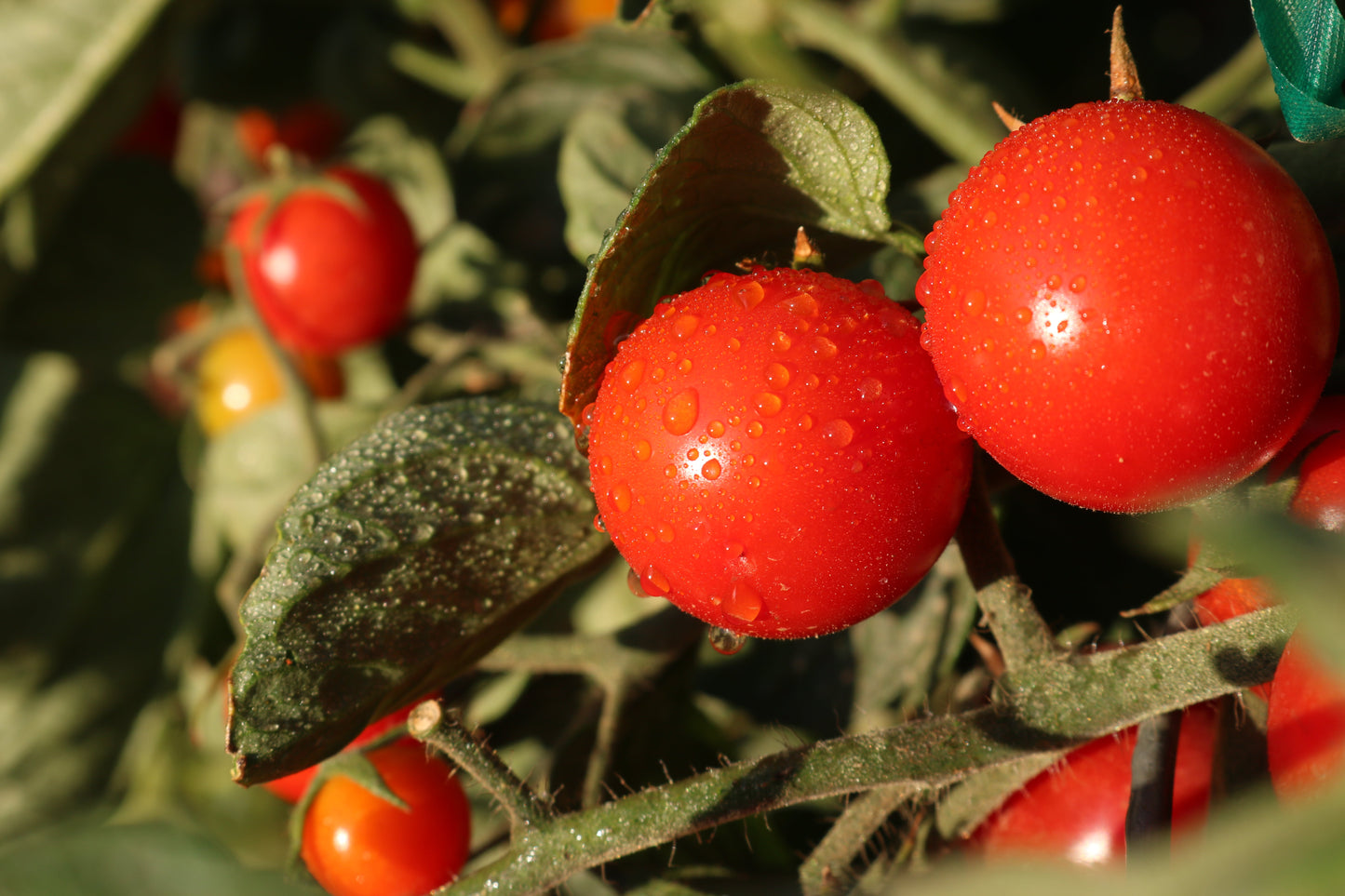 Unicorn Hybrid Tomato FNT