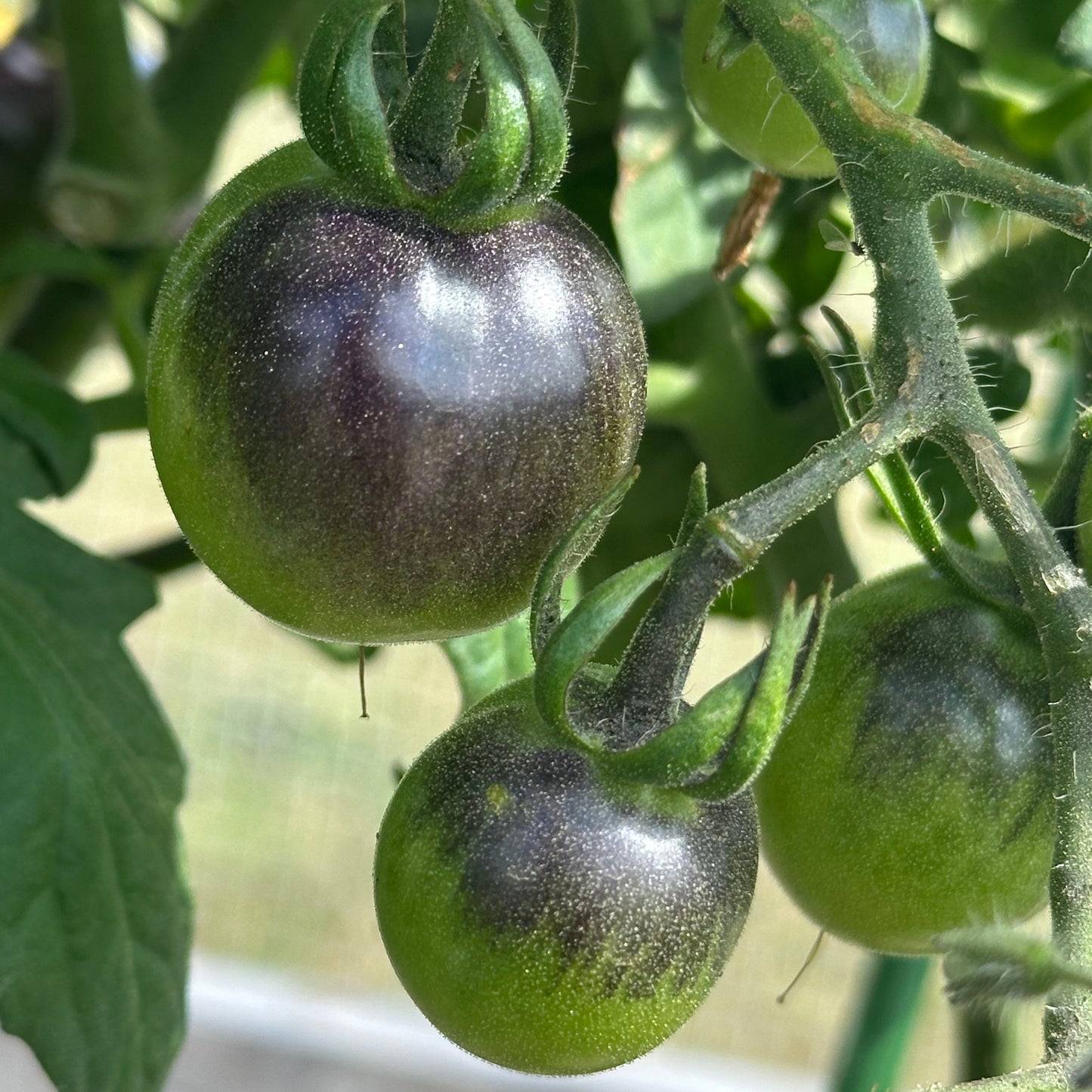 Indigo Rose tomatoes ripening from gree to dark purple, used to display tomato seeds for sale