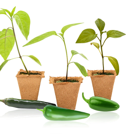 Pepper Joe's Jalapeno 3-Pack Pepper Plants