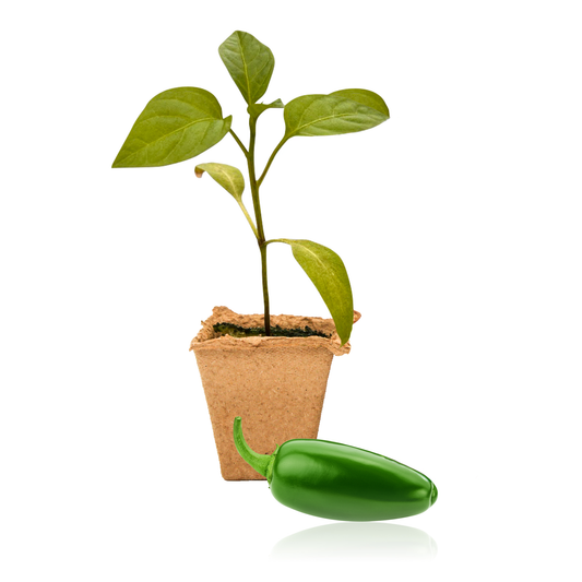 Pepper Joe's Jalapeno Pepper Plants