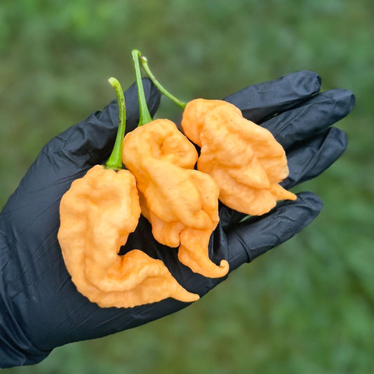 Jay's Peach Ghost Scorpion Pepper Seeds