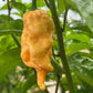 Jay's Peach Ghost Scorpion Pepper Seeds