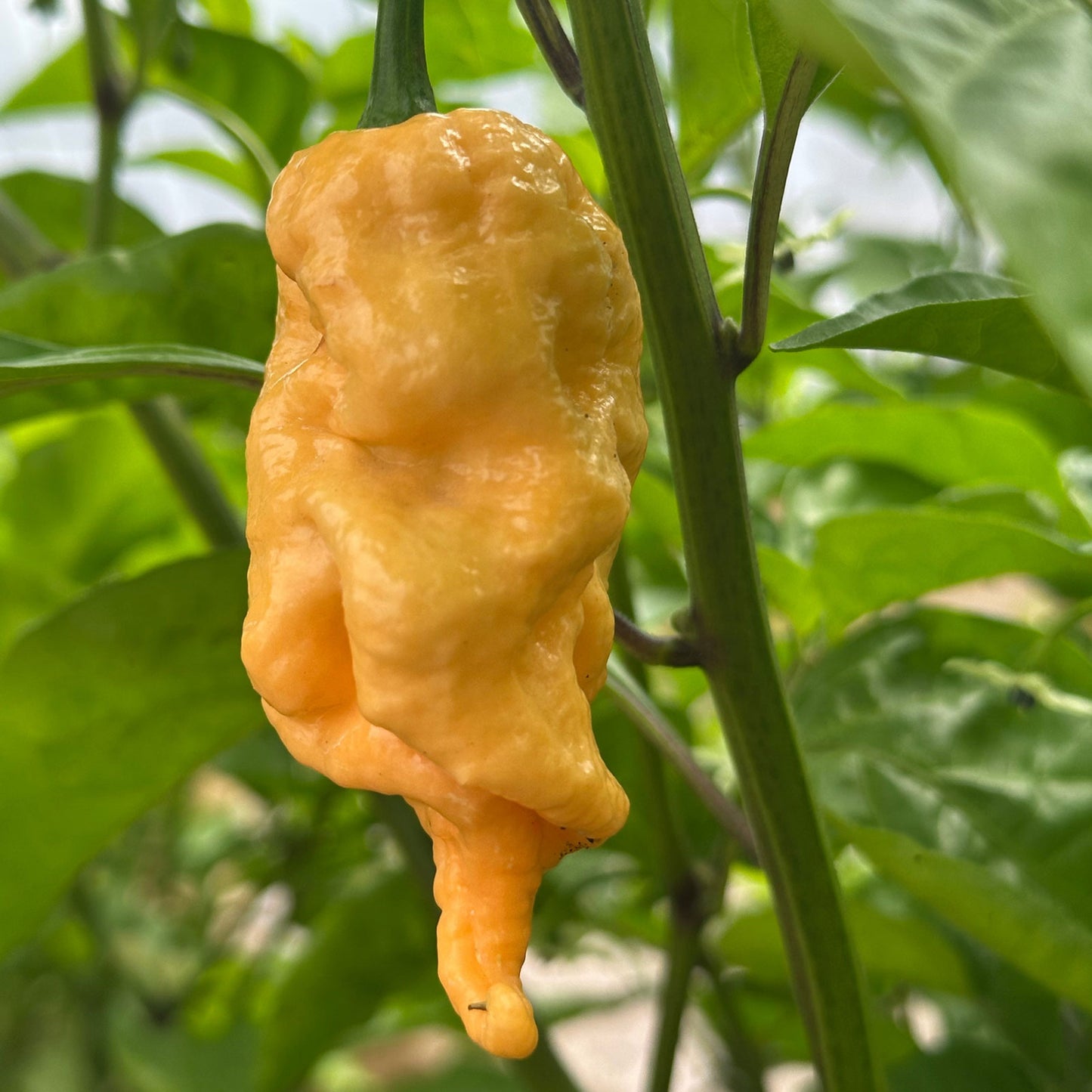 Jay's Peach Ghost Scorpion Pepper Seeds