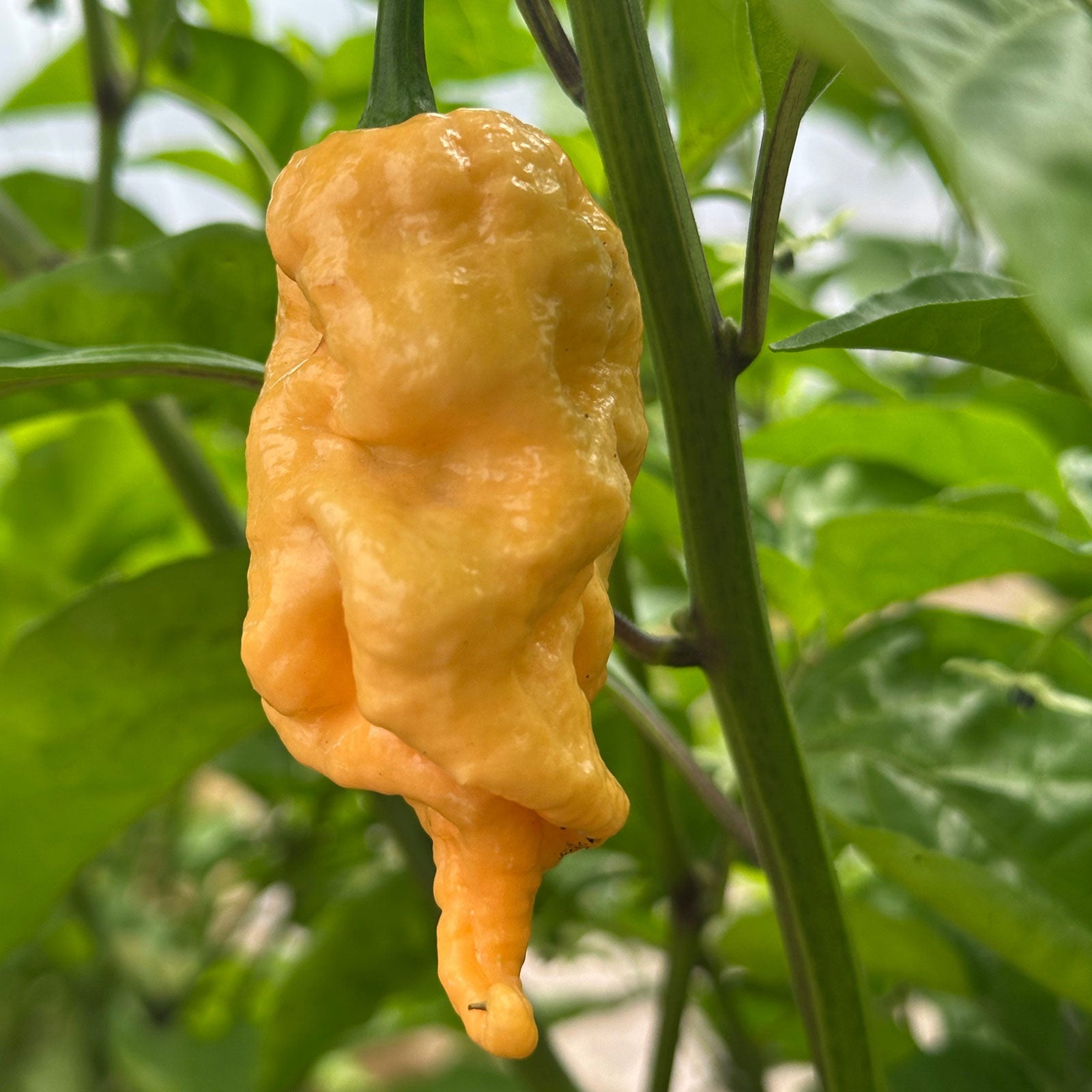Jay's Peach Ghost Scorpion Pepper Seeds