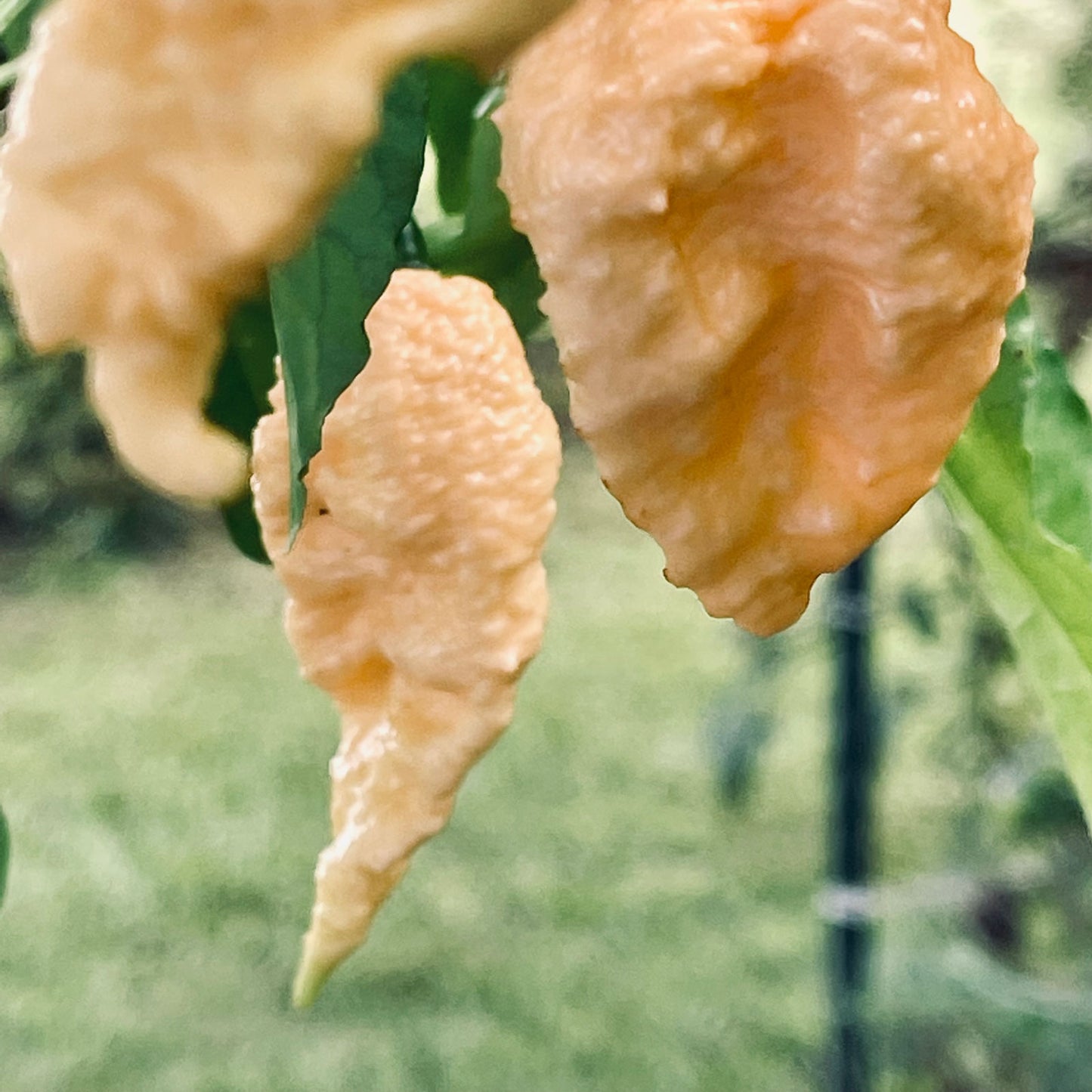 Jay's Peach Ghost Scorpion Pepper Plant