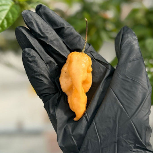 Jay's Peach Ghost Scorpion Pepper, close up of one mature pepper in black gloved hand to represent seeds for sale