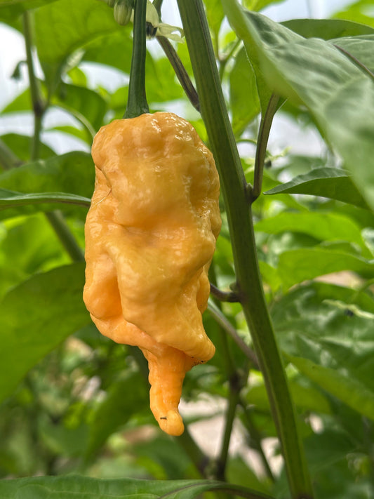 Jays Peach Ghost Scorpion on plant