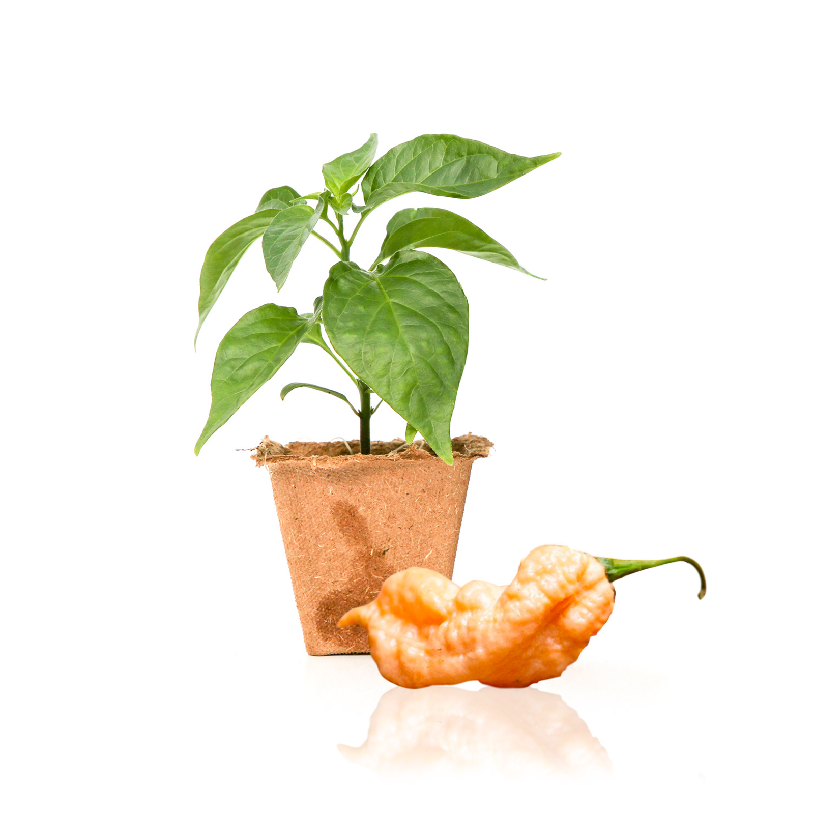 ghost pepper plant in pot Jay's Peach Ghost Scorpion Pepper Plants
