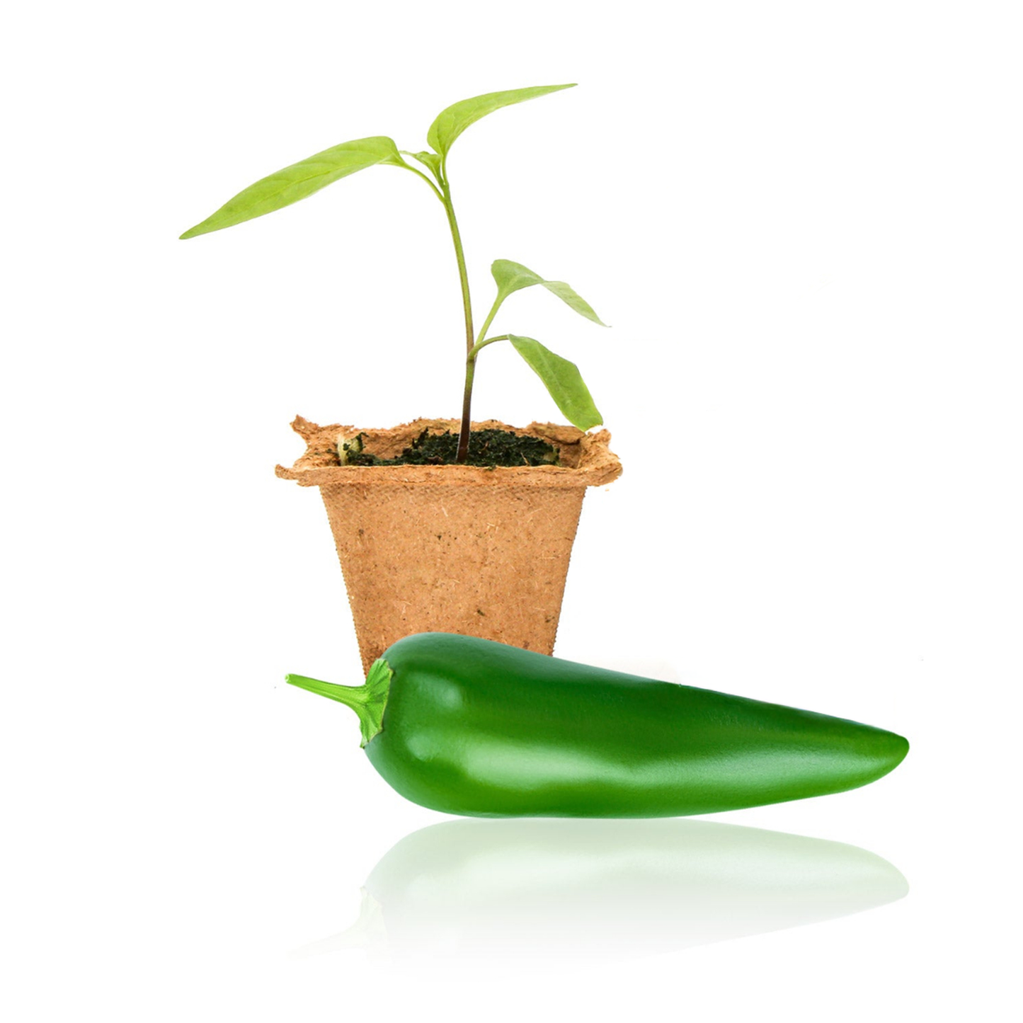 pepper in jade plant Jedi Jalapeno Pepper Plants