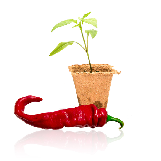 Jimmy Nardello Pepper Plants