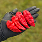 Komodo Dragon Pepper Seeds (Non-Isolated)