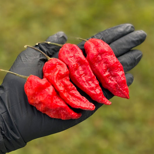 Komodo Dragon Pepper Seeds (Non-Isolated)
