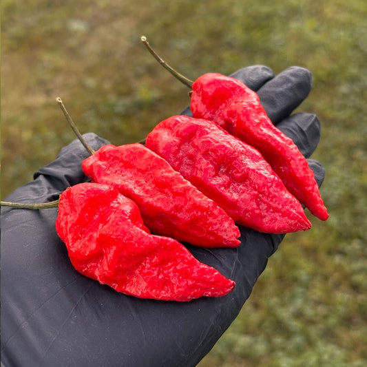 Komodo Dragon Pepper Seeds (Non-Isolated)