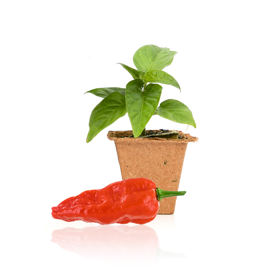 Plantas de pimiento de dragón de Komodo