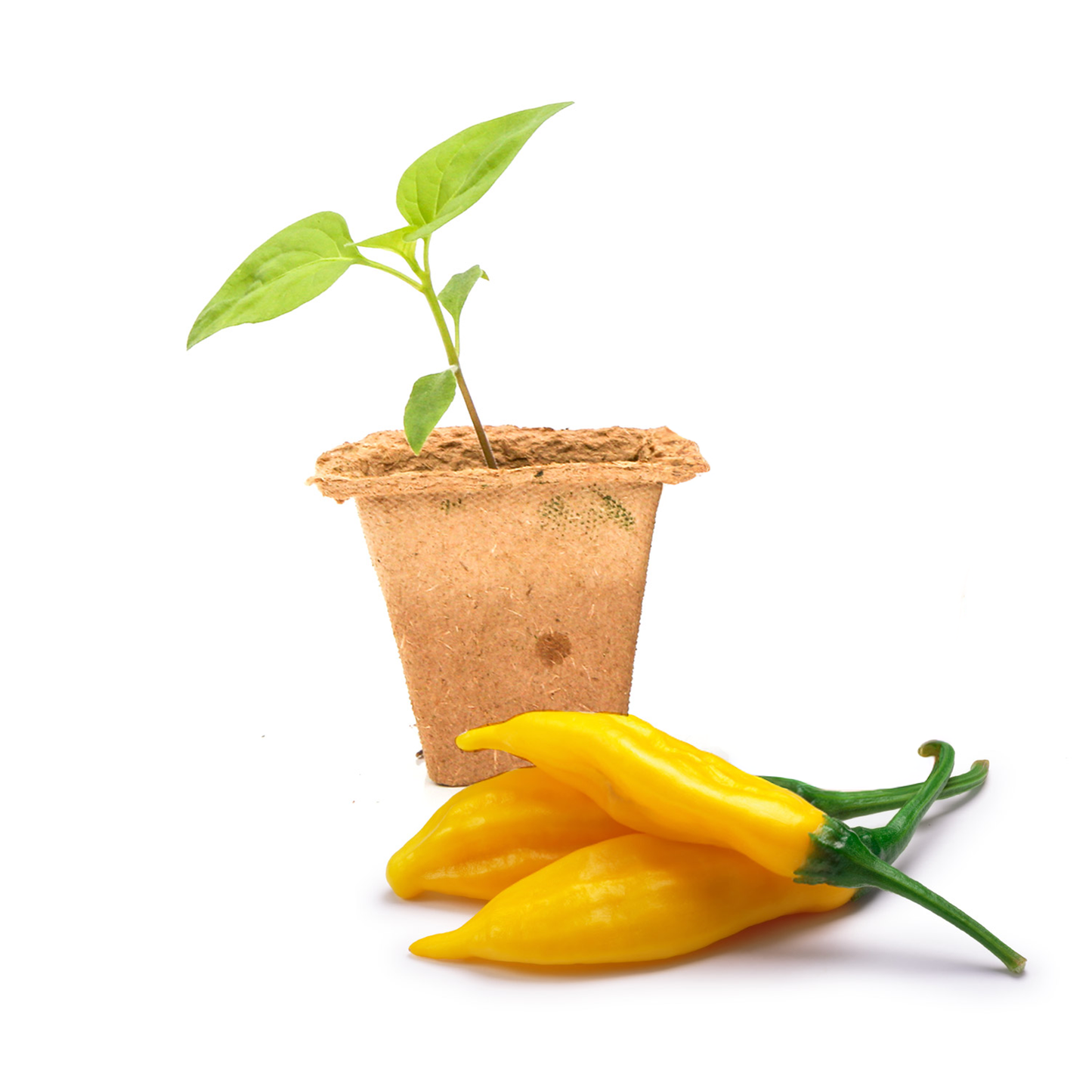 Lemon Drop Pepper Plants