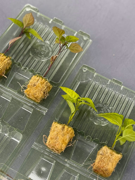 Create Your Own 4-Pack Plant Box