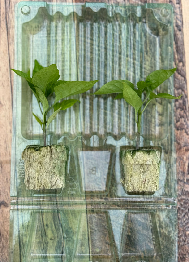 Create Your Own 6-Pack Plant Box