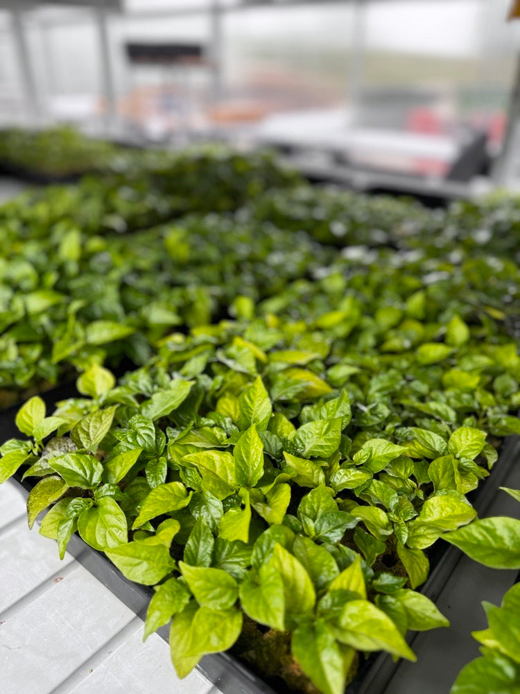 Pepper Joe's | Hot Pepper Seeds | 300+ Varieties | Same Day Shipping ...
