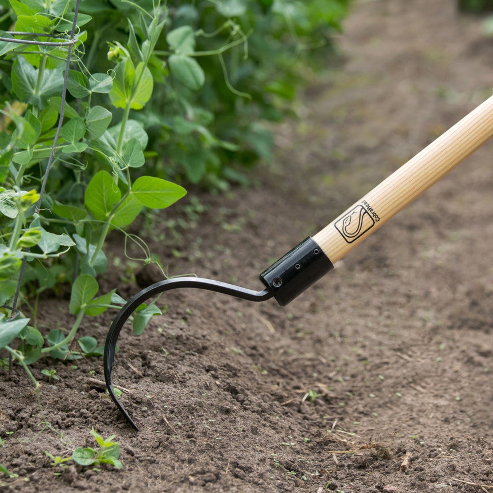 Long Handle Weeder & Cultivator Garden Tool in soil next to green plants