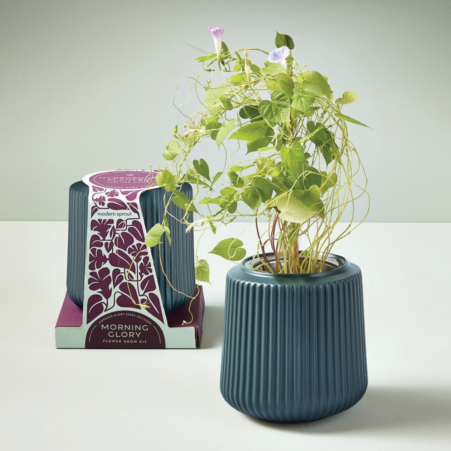 Kits de cultivo de flores