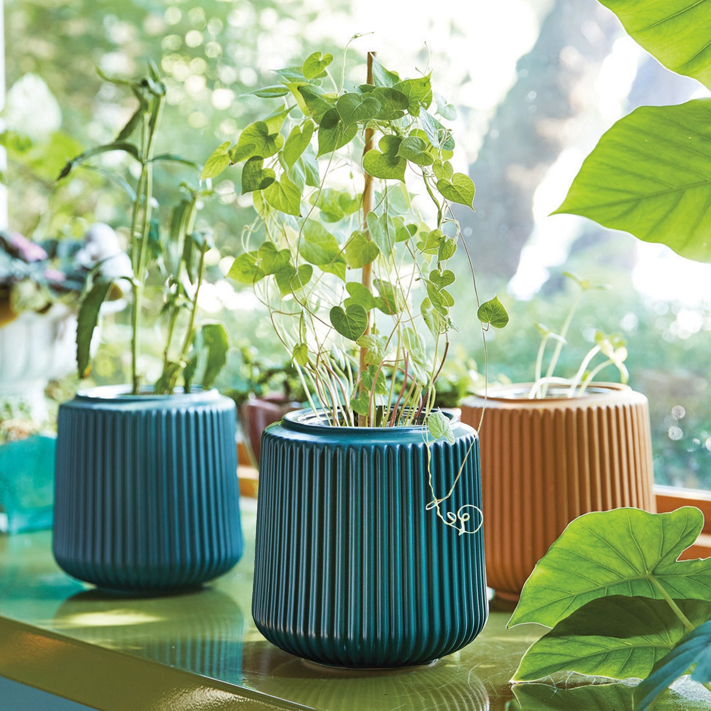 Kits de cultivo de flores