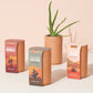 Terracotta Grow Kits