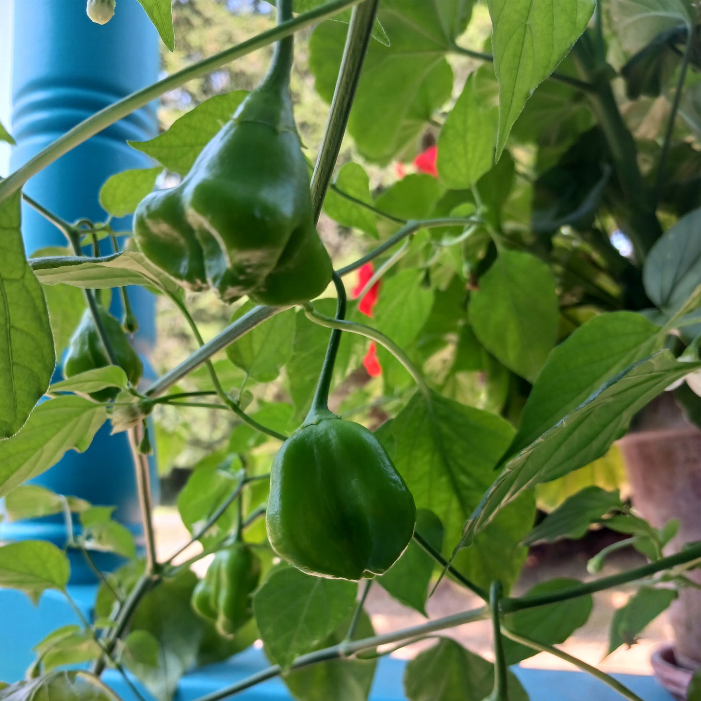 Mad Hatter Pepper Plant
