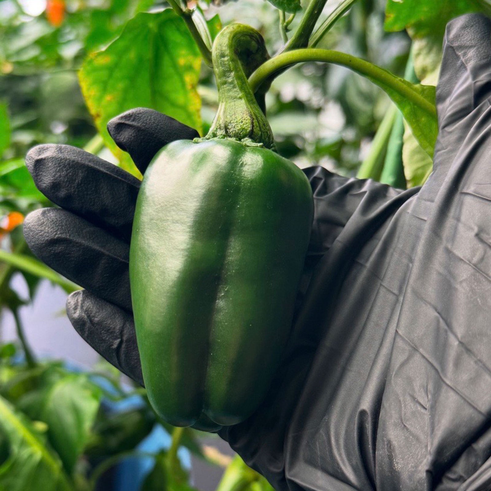 Pepper Joe's Marconi Pepper Seeds
