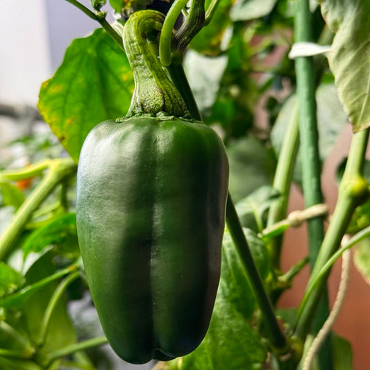 Marconi Giant Pepper ripening on plant used to display pepper seeds for sale