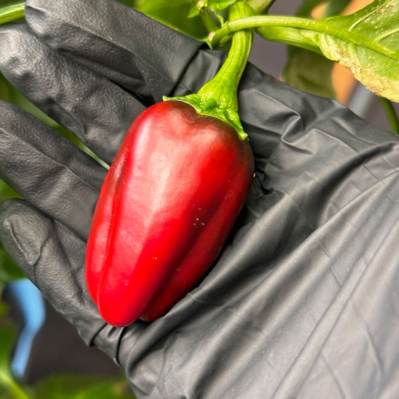Marconi Giant Pepper ripened to red in black gloved hand used to display pepper seeds for sale