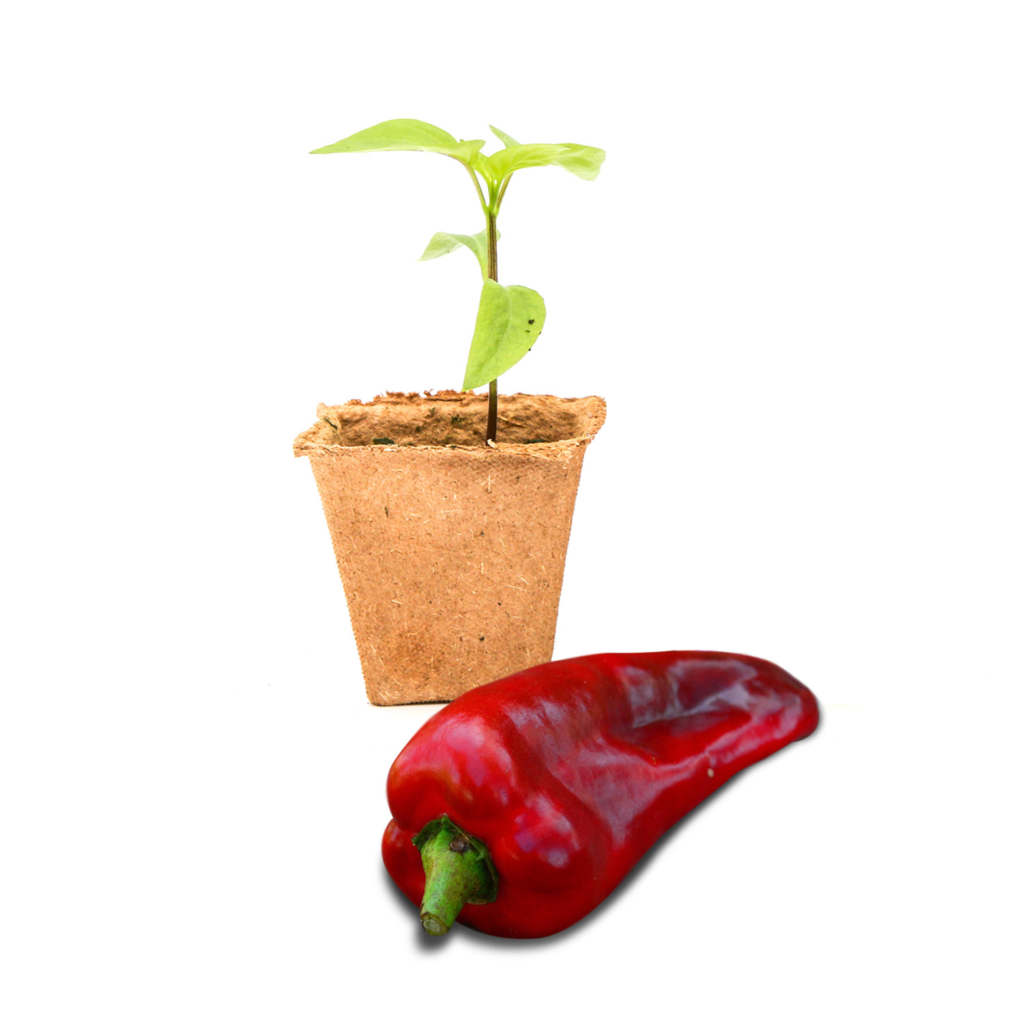 Marconi Giant Pepper Plants