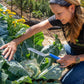 Woman harvesting cauliflower in a garden with blue handled serrated harvesting knife