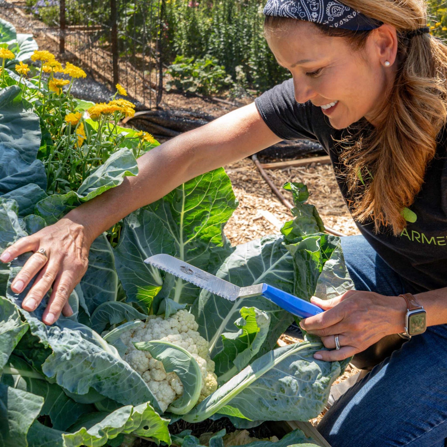 Woman harvesting cauliflower in a garden with blue handled serrated harvesting knife