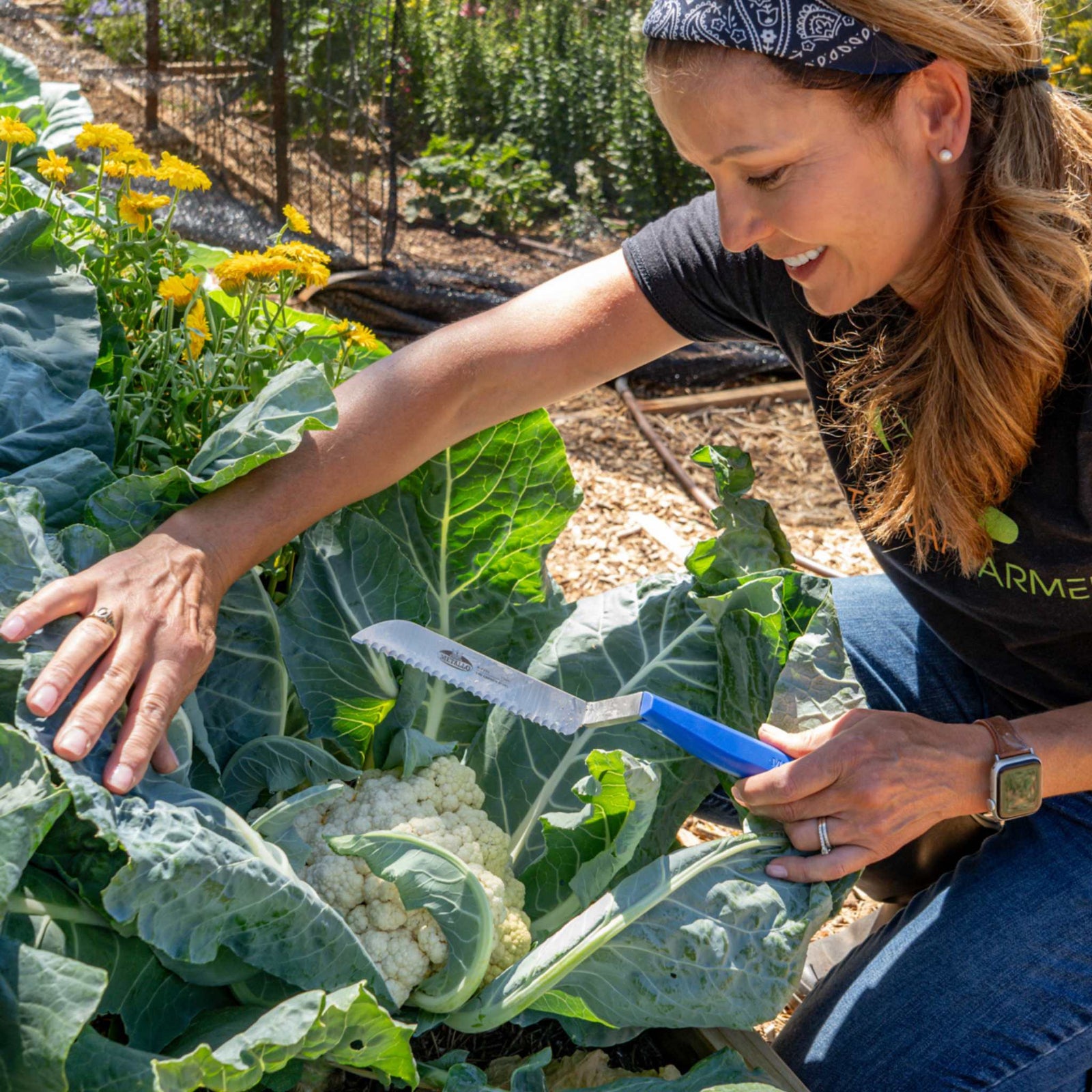Woman harvesting cauliflower in a garden with blue handled serrated harvesting knife
