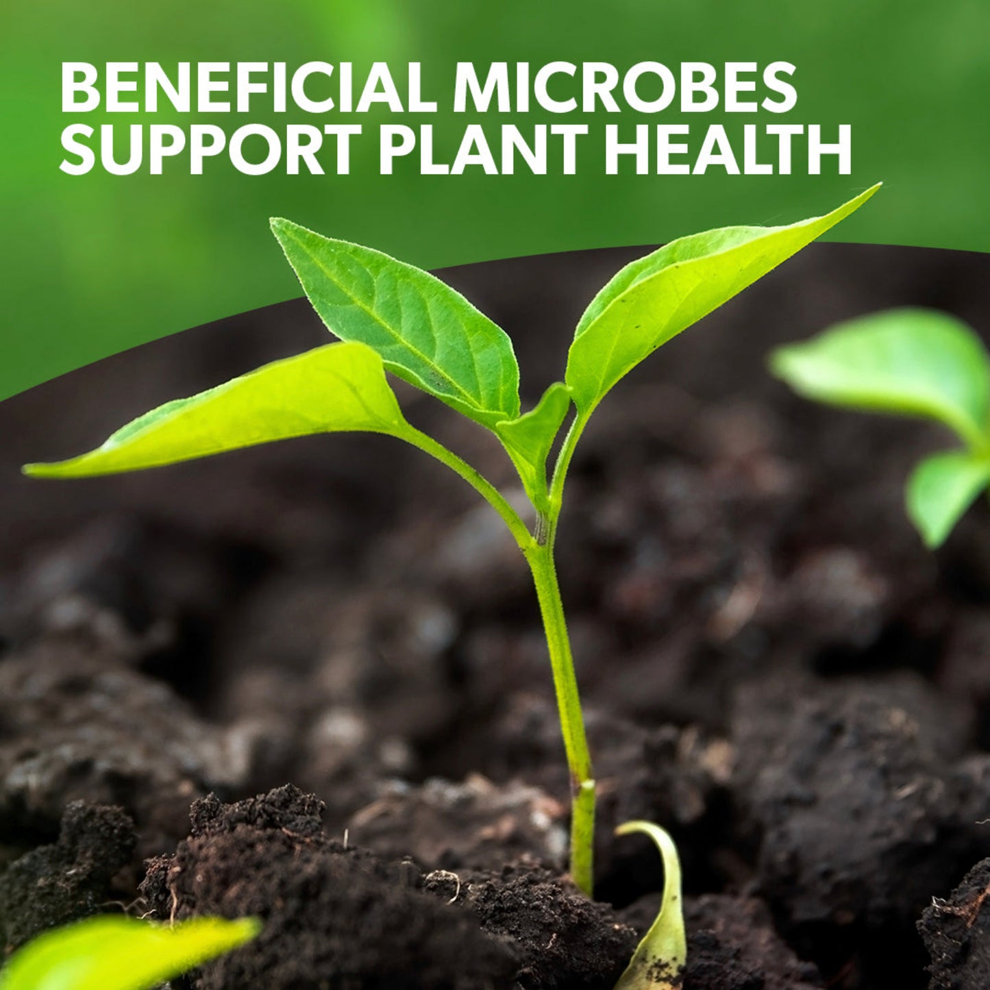 Young plant sprout in soil with text 'Beneficial Microbes Support Plant Health' on a green background