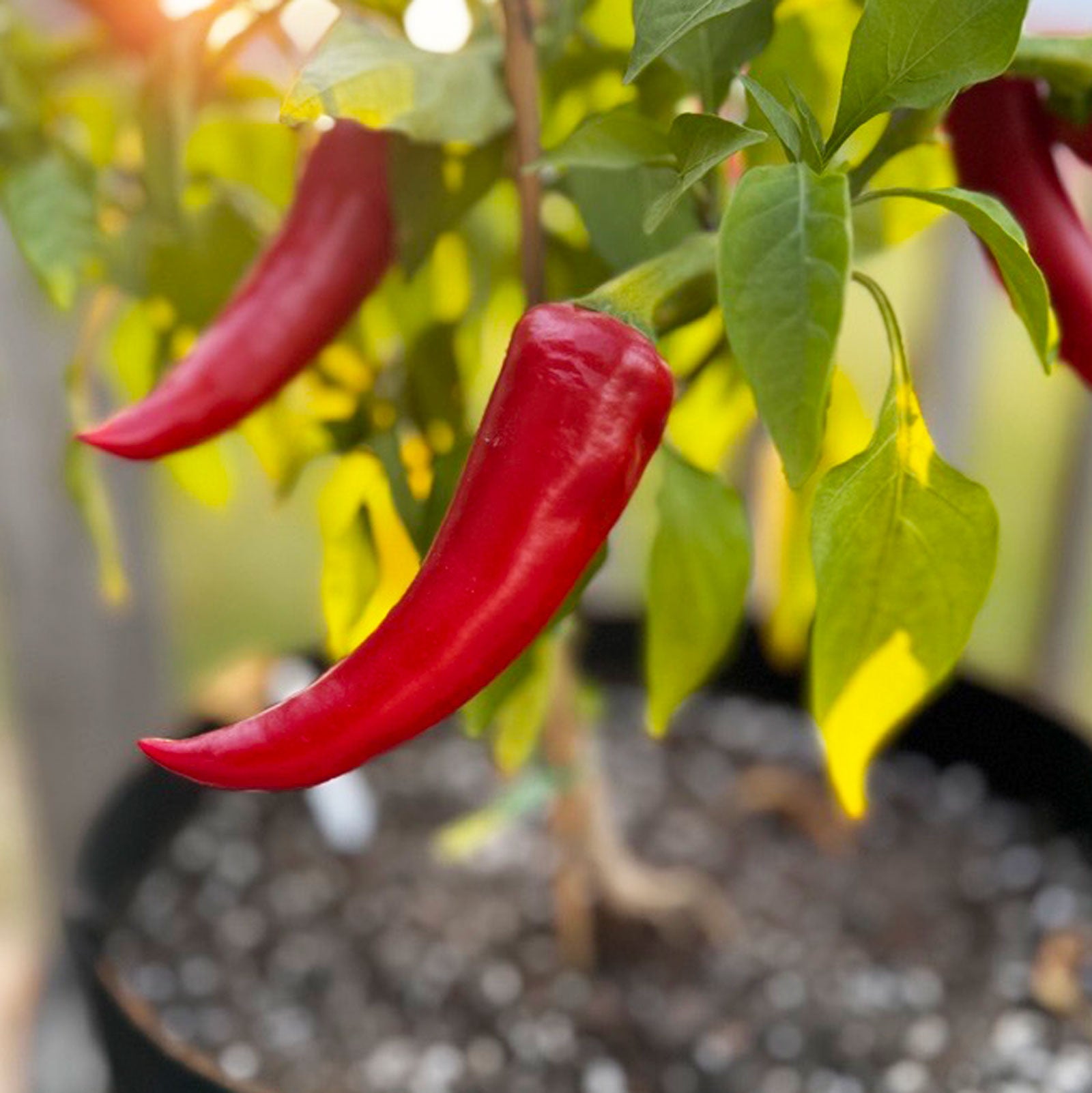 Mirasol Pepper Seeds – Pepper Joe’s