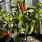 Mirasol Pepper Plant