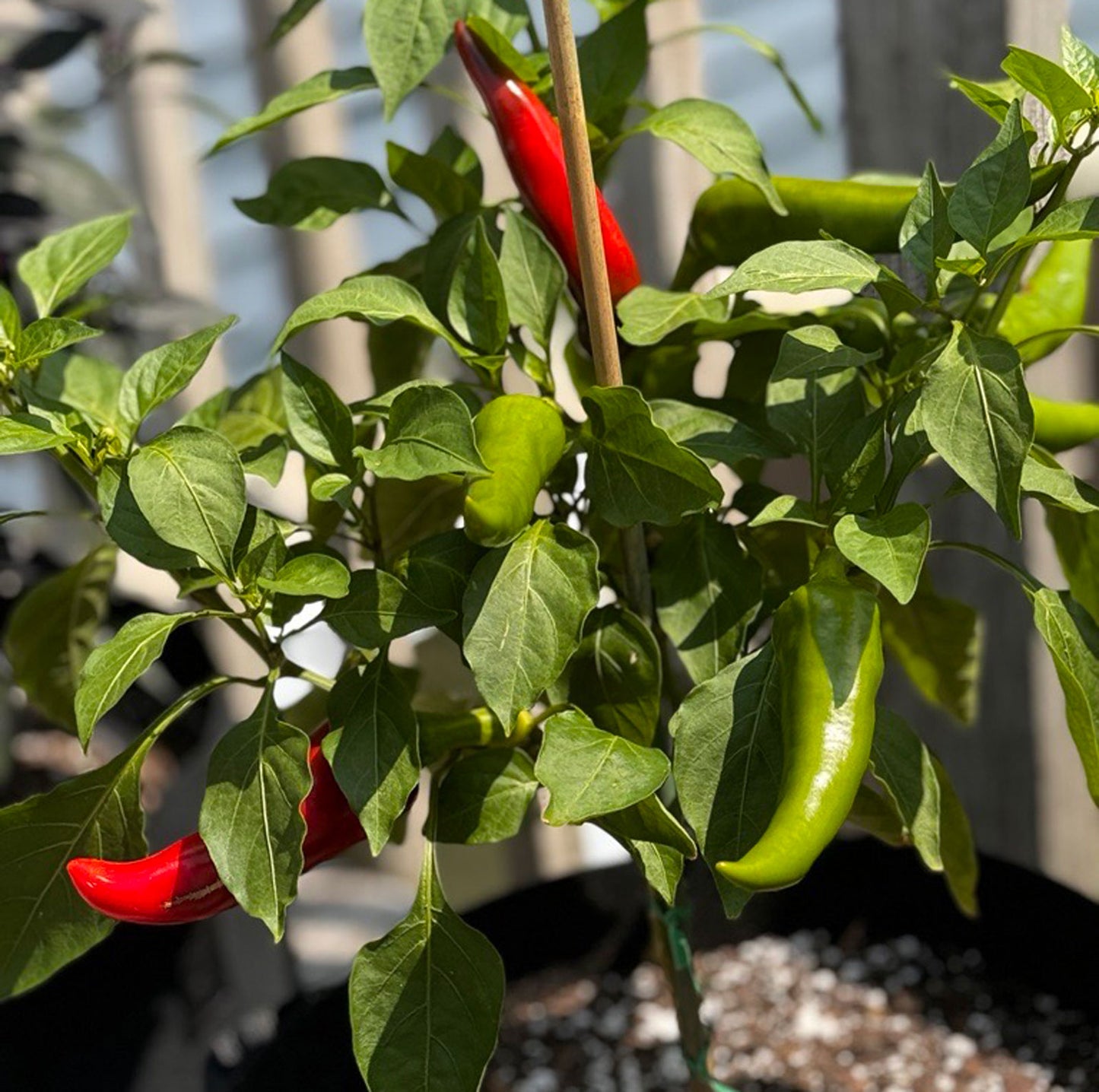 Mirasol Pepper Plant