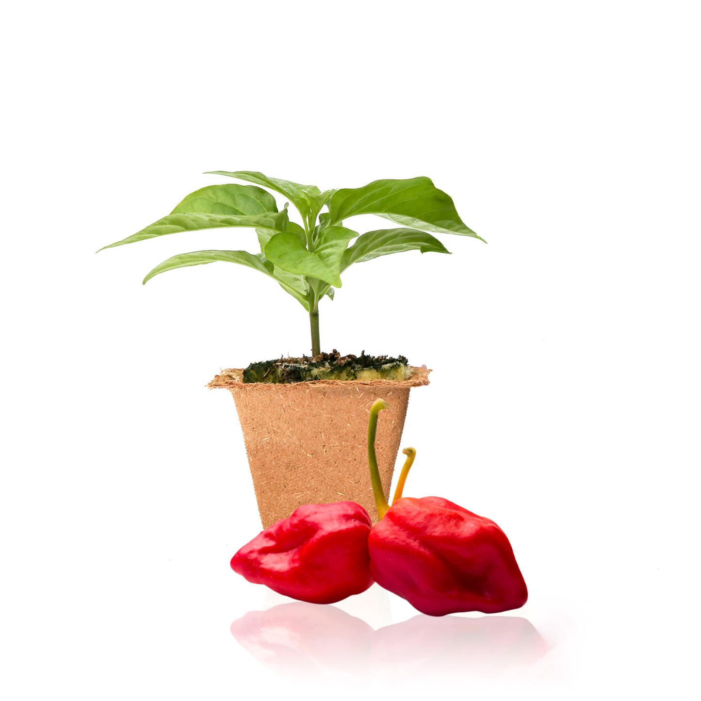 Moruga Trinidad Scorpion Pepper Plants