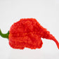 Ripe Moruga Trinidad Scorpion close up